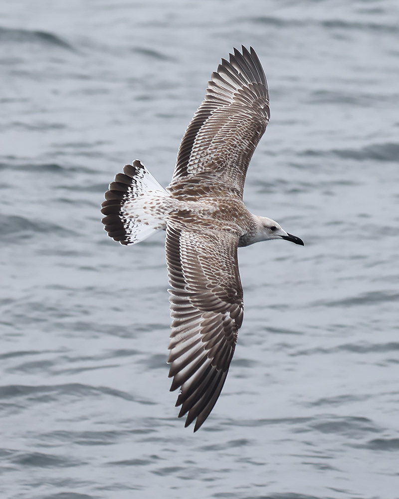 Caspian gull
